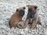 Chiots femelles Malinois LOF à vendre