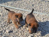 Chiots femelles Malinois LOF à vendre