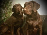 Labrador chocolat disponible pour saillie