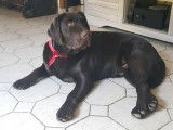 Labrador chocolat disponible pour saillie
