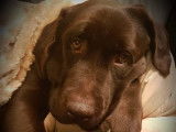 Labrador chocolat disponible pour saillie