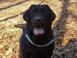 Labrador chocolat disponible pour saillie