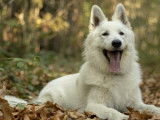 De race Berger Blanc Suisse disponible pour saillie