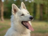 De race Berger Blanc Suisse disponible pour saillie