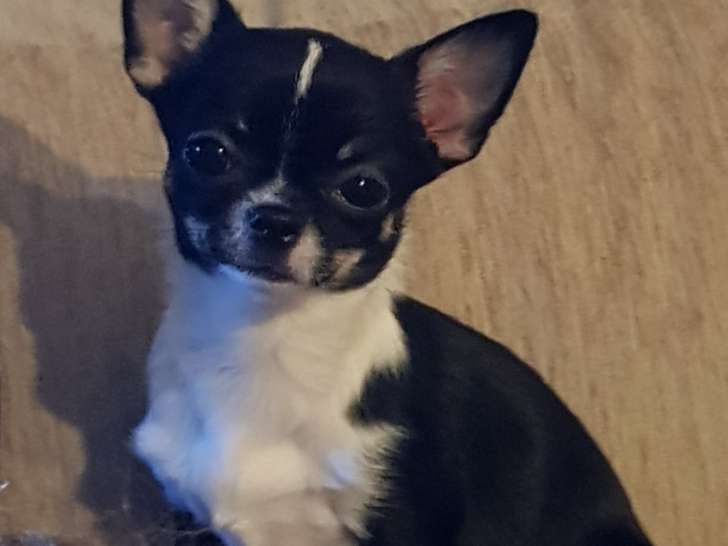 Recherche étalon Chihuahua pour saillie