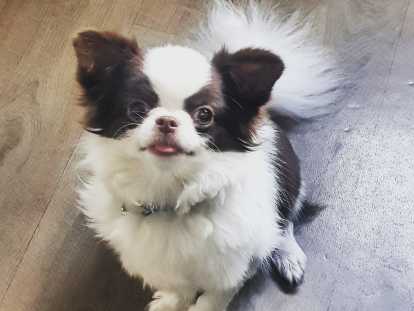 Propose Chihuahua chocolat et blanc pour saillie