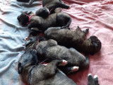 Chiots Irish Wolfhound femelles à vendre