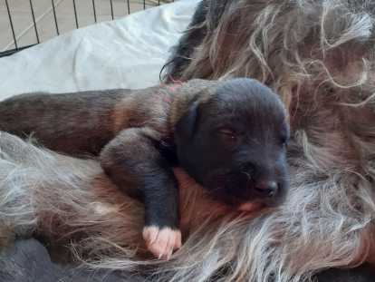 Chiots Irish Wolfhound femelles à vendre
