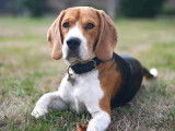 Olaf Beagle LOF disponible pour saillie