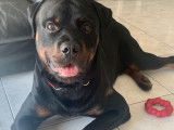 De race Rottweiler disponible pour saillie