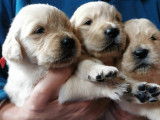 8 chiots Golden Retriever à vendre (4 Femelles & 4 Mâles)
