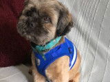 De type Lhassa Apso disponible pour saillie