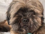 De type Lhassa Apso disponible pour saillie