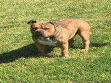 Propose étalon American Bully pour saillie