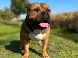 Propose étalon American Bully pour saillie