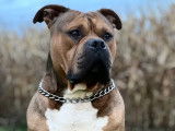 Propose étalon American Bully pour saillie
