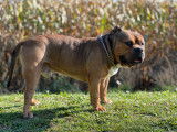 Propose étalon American Bully pour saillie