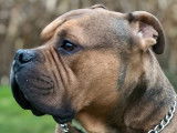 Propose étalon American Bully pour saillie