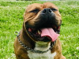 Propose étalon American Bully pour saillie