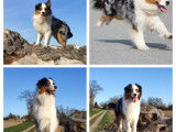 Berger Australien LOF disponible pour saillie