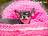 Chiot Chihuahua mâle à vendre