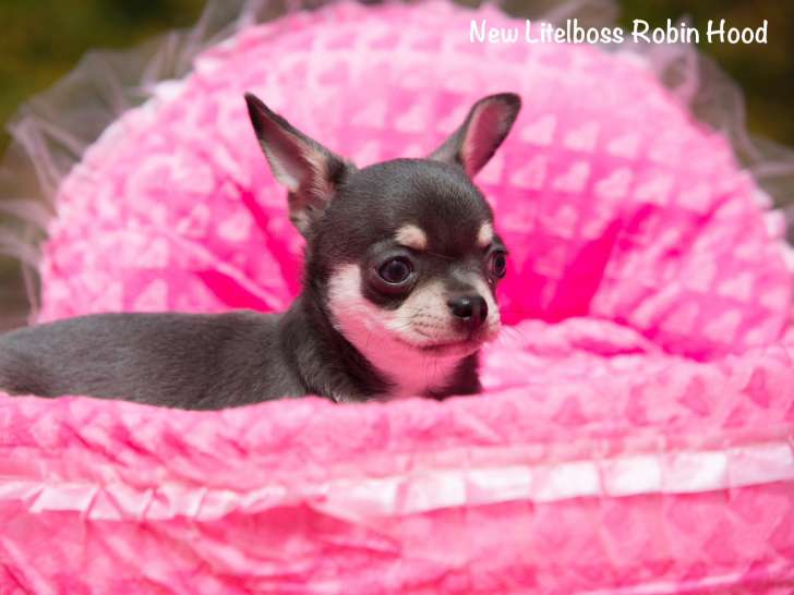 Chiot Chihuahua mâle à vendre