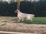 De race Setter Anglais disponible pour saillie