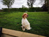 De race Setter Anglais disponible pour saillie