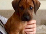 Chiots Rhodesian Ridgeback LOF disponibles près de Toulouse
