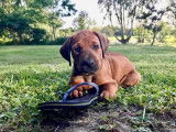 Chiots Rhodesian Ridgeback LOF disponibles près de Toulouse