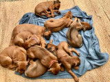 Chiots Rhodesian Ridgeback LOF disponibles près de Toulouse