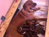 Chiots Rhodesian Ridgeback LOF disponibles près de Toulouse