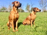 Chiots Rhodesian Ridgeback LOF disponibles près de Toulouse