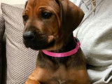 Chiots Rhodesian Ridgeback LOF disponibles près de Toulouse