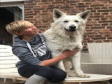 Propose étalon Berger Blanc Suisse pour saillie