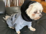 De type Bichon Maltais disponible pour saillie
