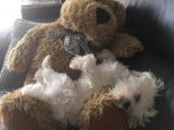 De type Bichon Maltais disponible pour saillie