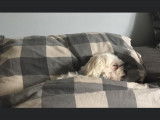 De type Bichon Maltais disponible pour saillie