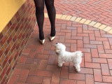 De type Bichon Maltais disponible pour saillie