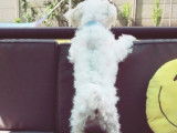 De type Bichon Maltais disponible pour saillie