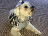 De type Bichon Maltais disponible pour saillie