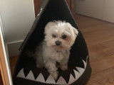 De type Bichon Maltais disponible pour saillie