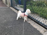 De type Bichon Maltais disponible pour saillie