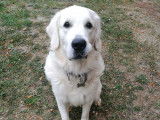 Golden Retriever blanc pour saillie
