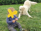 Golden Retriever blanc pour saillie