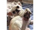 Propose étalon Chihuahua pour saillie