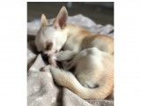 Propose étalon Chihuahua pour saillie