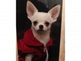 Propose étalon Chihuahua pour saillie
