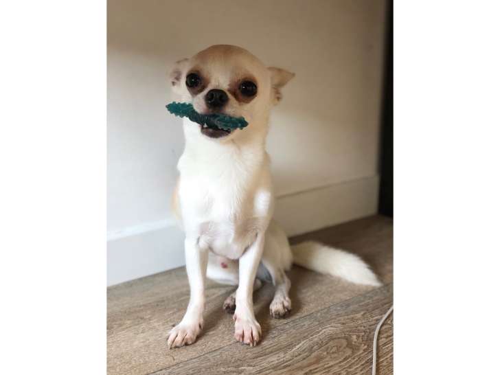 Propose étalon Chihuahua pour saillie