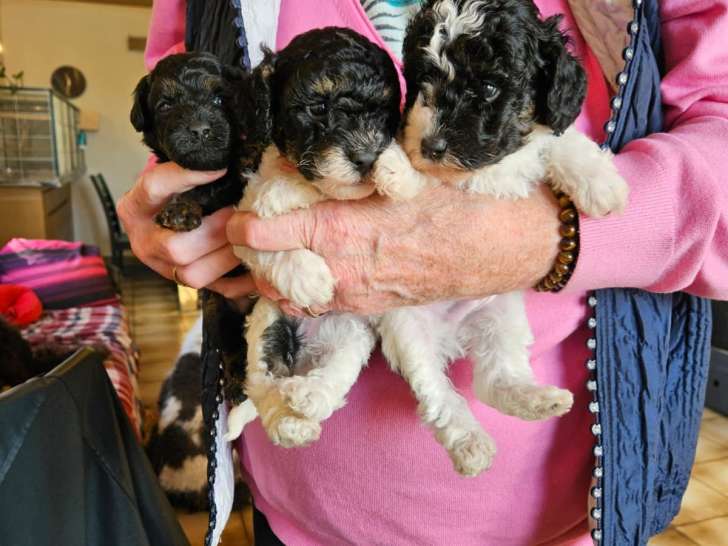 Chiots Caniche Toy bicolores noir et feu à vendre
